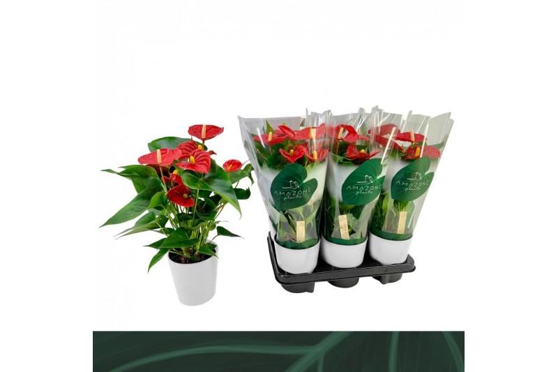 Anthurium andr. aristo wit keramiek 5 bloem. 