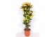 Codiaeum variegatum mrs iceton vertakt 