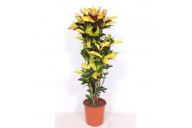 Codiaeum variegatum mrs iceton vertakt