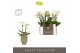 Phalaenopsis multiflora wit Optifriend Sandra 2 tak in Emilia Green Aq 