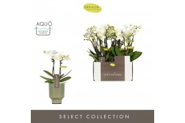 Phalaenopsis multiflora wit Optifriend Sandra 2 tak in Emilia Green Aq