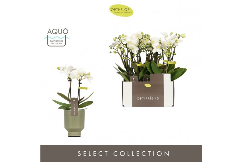 Phalaenopsis multiflora wit Optifriend Sandra 2 tak in Emilia Green Aq 