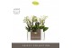 Phalaenopsis multiflora wit Optifriend Sandra 2 tak in Emilia Green Aq 