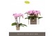 Phalaenopsis multiflora roze Optifriend Lieke 3spike 