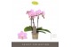 Phalaenopsis multiflora roze Optifriend Lieke 3spike 