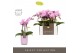 Phalaenopsis multiflora roze Optifriend Lieke 3 spike in Molise Lilac  