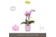 Phalaenopsis multiflora roze Optifriend Lieke 3 spike in Molise Lilac  