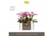 Phalaenopsis multiflora roze Optifriend Lieke 2 spike in Molise Lilac  