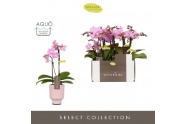 Phalaenopsis multiflora roze Optifriend Lieke 2 spike in Emilia Pink A