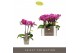 Phalaenopsis multiflora paars Optifriend Fay 3 spike 15 bl. 3 tak/plnt 