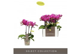 Phalaenopsis multiflora paars Optifriend Fay 3 spike 15 bl. 3 tak/plnt