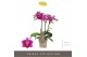 Phalaenopsis multiflora paars Optifriend Fay 3 spike 15 bl. 3 tak/plnt 