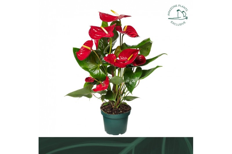 Anthurium andr. nevada 5 bloem 