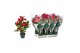 Anthurium andr. nevada 5 bloem 