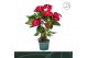 Anthurium andr. nevada 6+ 