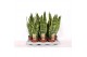 Sansevieria trifasciata laurentii 