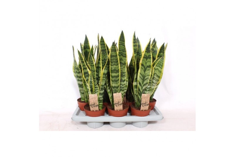 Sansevieria trifasciata laurentii 