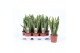 Sansevieria trifasciata laurentii 
