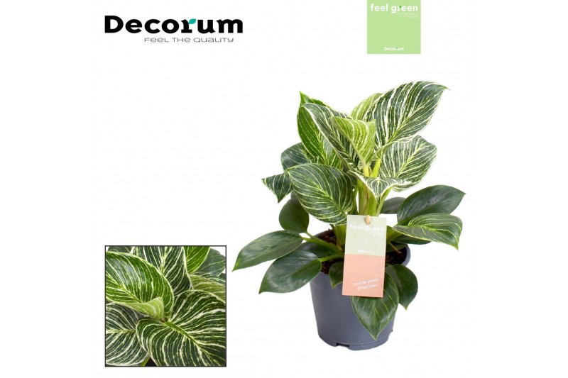 Philodendron birkin / new wave feel green decorum Philodendron birkin / new wave feel green decorum