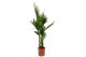 Washingtonia robusta 3 pp 