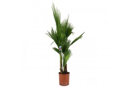 Washingtonia robusta 3 pp