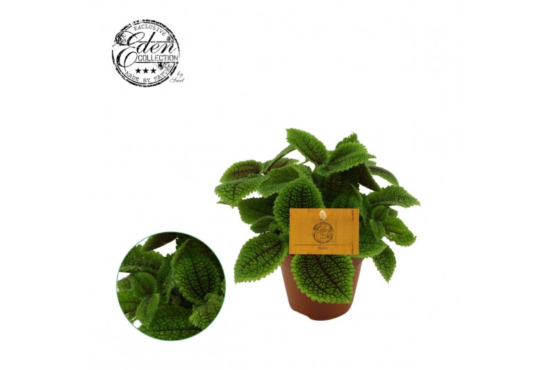 Pilea alumi Pilea Moon valley, 12cm 