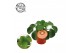 Pilea peperomioides Pilea Peperomioides 10,5cm Engels etiket 