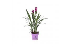 Curcuma alismatifolia siam splash