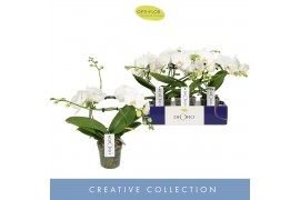 Phalaenopsis anthura madrid Infinity White 2 spike