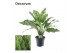 Aglaonema romeo Decorum 