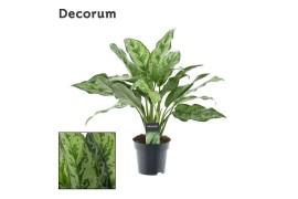 Aglaonema romeo Decorum