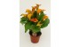 Zantedeschia Oranje 