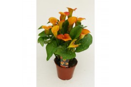 Zantedeschia Oranje