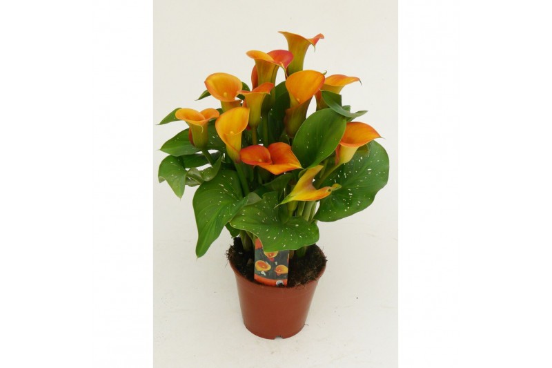 Zantedeschia Oranje 