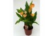Zantedeschia Oranje 