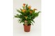 Zantedeschia Oranje 