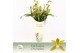Cymbidium Tiger Tail - 4 tak - Exclusiva Orchidea Potcover 