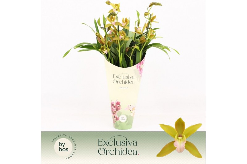 Cymbidium Tiger Tail - 4 tak - Exclusiva Orchidea Potcover 