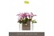 Phalaenopsis multiflora roze Optifriend Lieke 2spike 