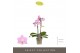 Phalaenopsis multiflora roze Optifriend Lieke 2spike 