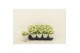 Kalanchoe calandiva wit 