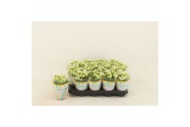 Kalanchoe calandiva wit