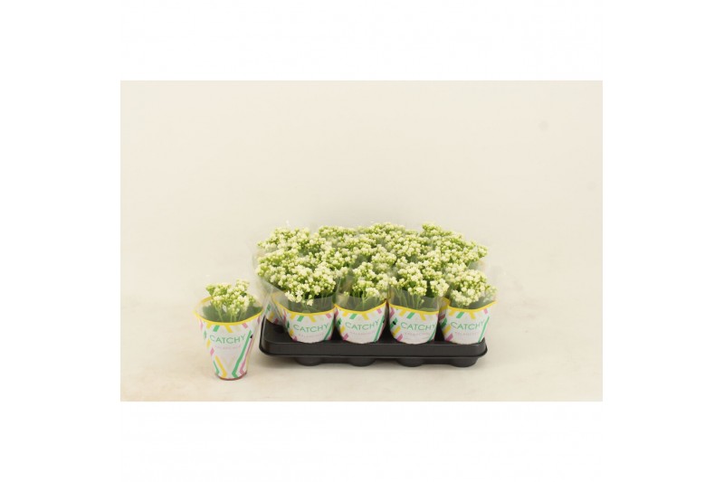 Kalanchoe calandiva wit 