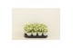 Kalanchoe calandiva wit 
