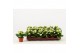 Kalanchoe calandiva wit zonder hoes 
