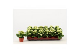 Kalanchoe calandiva wit zonder hoes
