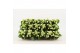 Kalanchoe calandiva wit zonder hoes 