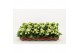 Kalanchoe calandiva wit zonder hoes 