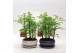 Metasequoia forest 16cm + schotel 