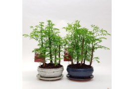 Metasequoia forest 16cm + schotel